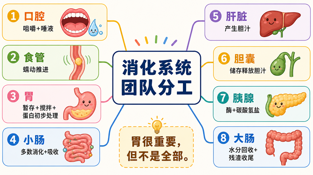 消化器官分工图