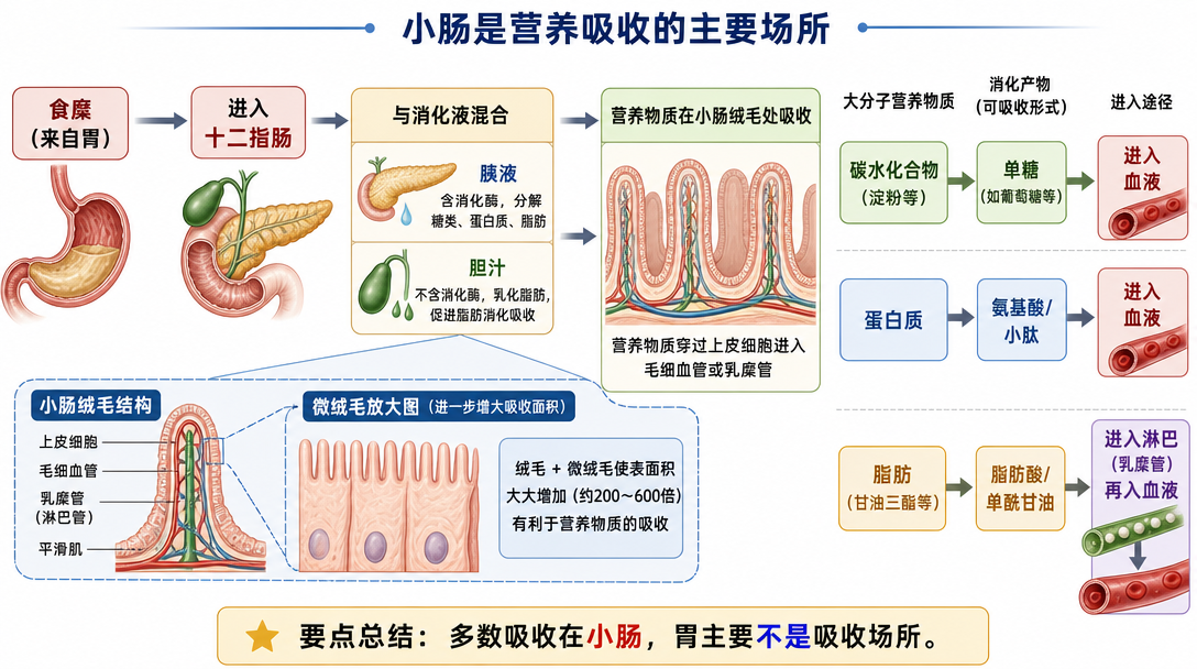 营养吸收流程图