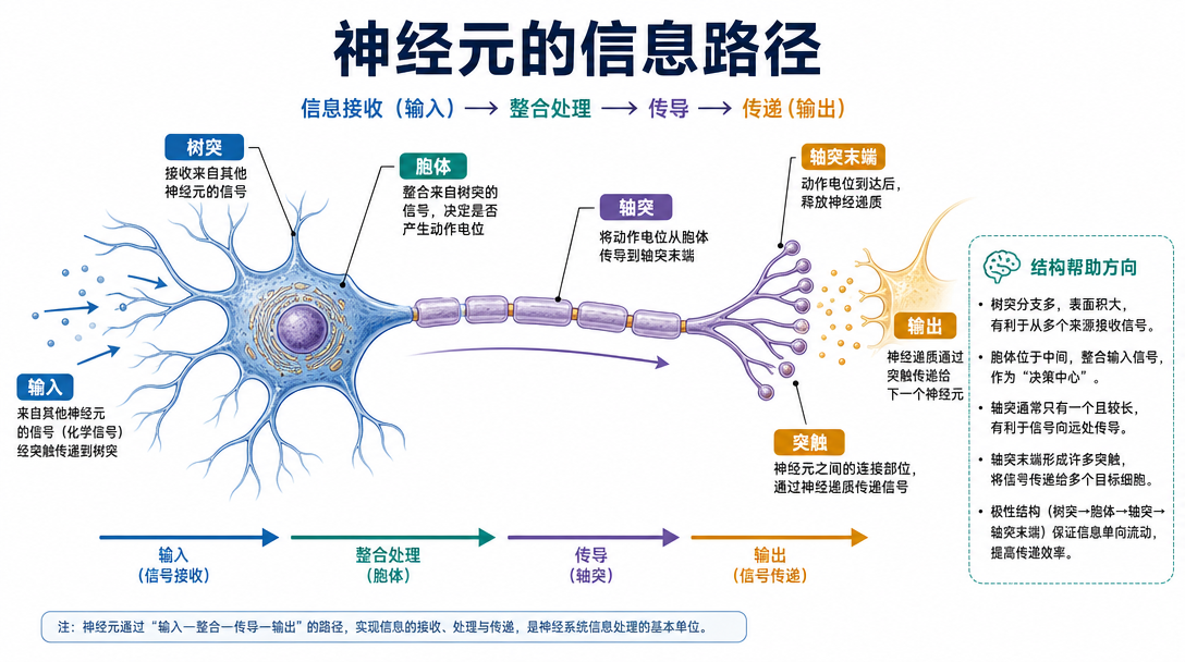 神经元结构图